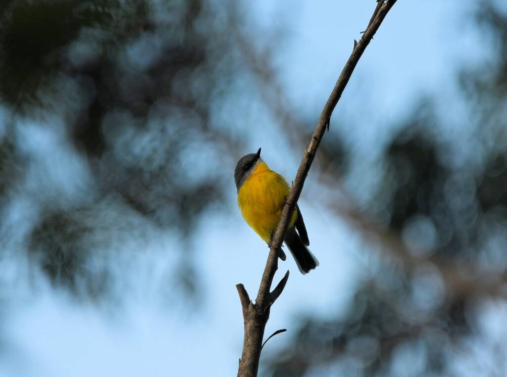 Eastern Yellow Robin (Eopsaltria australis), Binna Burra, Lamington National Park, QLD