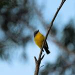 Eastern Yellow Robin (Eopsaltria australis), Binna Burra, Lamington National Park, QLD