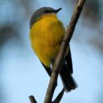 Eastern Yellow Robin (Eopsaltria australis), Binna Burra, Lamington National Park, QLD