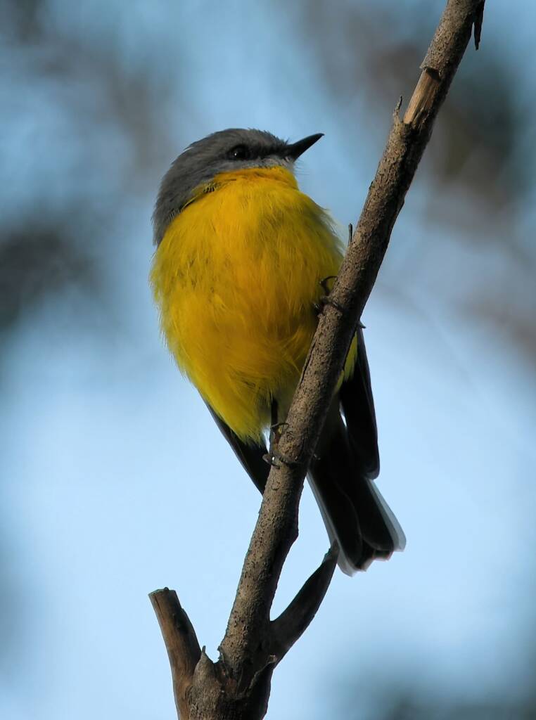 Eastern Yellow Robin (Eopsaltria australis), Binna Burra, Lamington National Park, QLD