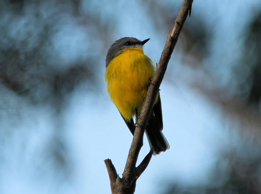 Eastern Yellow Robin (Eopsaltria australis), Binna Burra, Lamington National Park, QLD