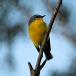 Eastern Yellow Robin (Eopsaltria australis), Binna Burra, Lamington National Park, QLD