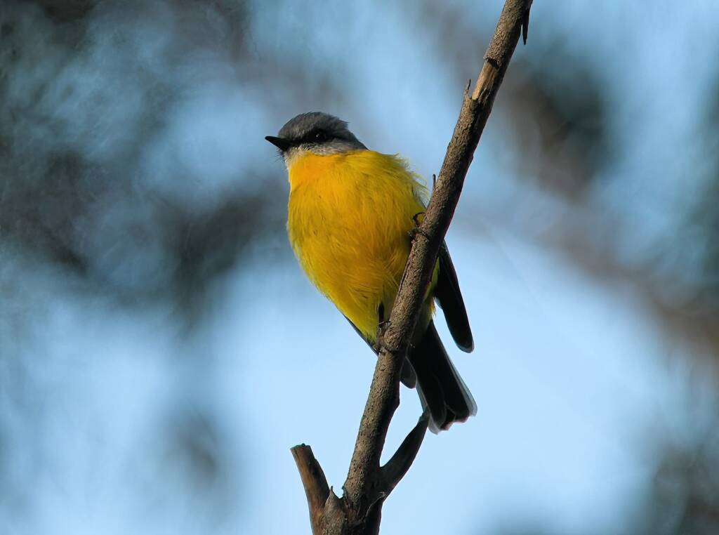 Eastern Yellow Robin (Eopsaltria australis), Binna Burra, Lamington National Park, QLD