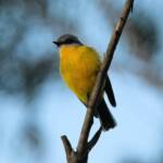 Eastern Yellow Robin (Eopsaltria australis), Binna Burra, Lamington National Park, QLD