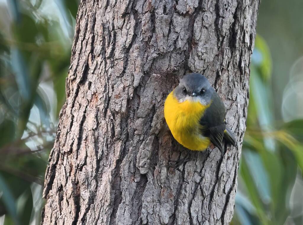 Eastern Yellow Robin (Eopsaltria australis), Lamington National Park, QLD