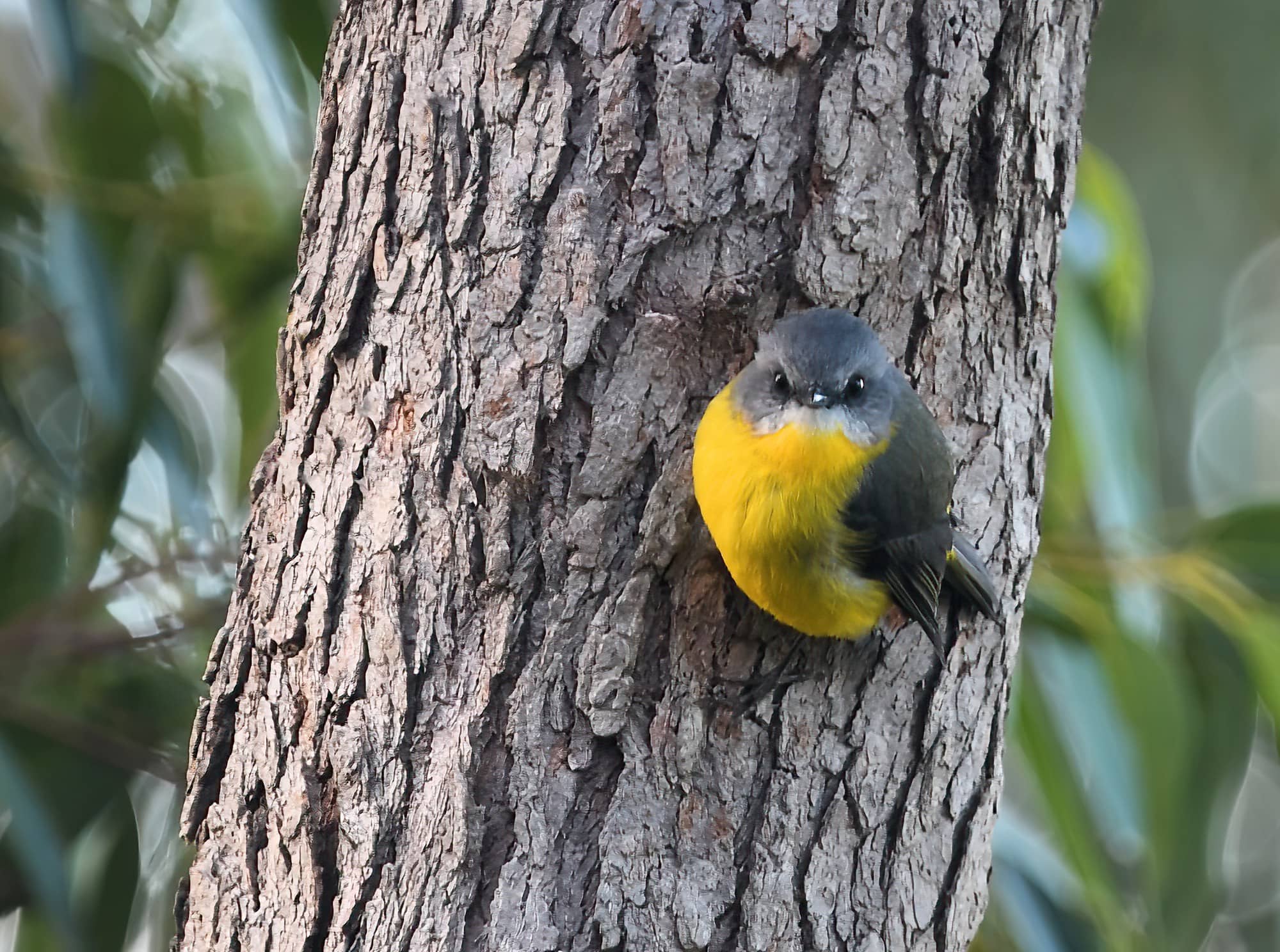 Eastern Yellow Robin (Eopsaltria australis), Lamington National Park, QLD