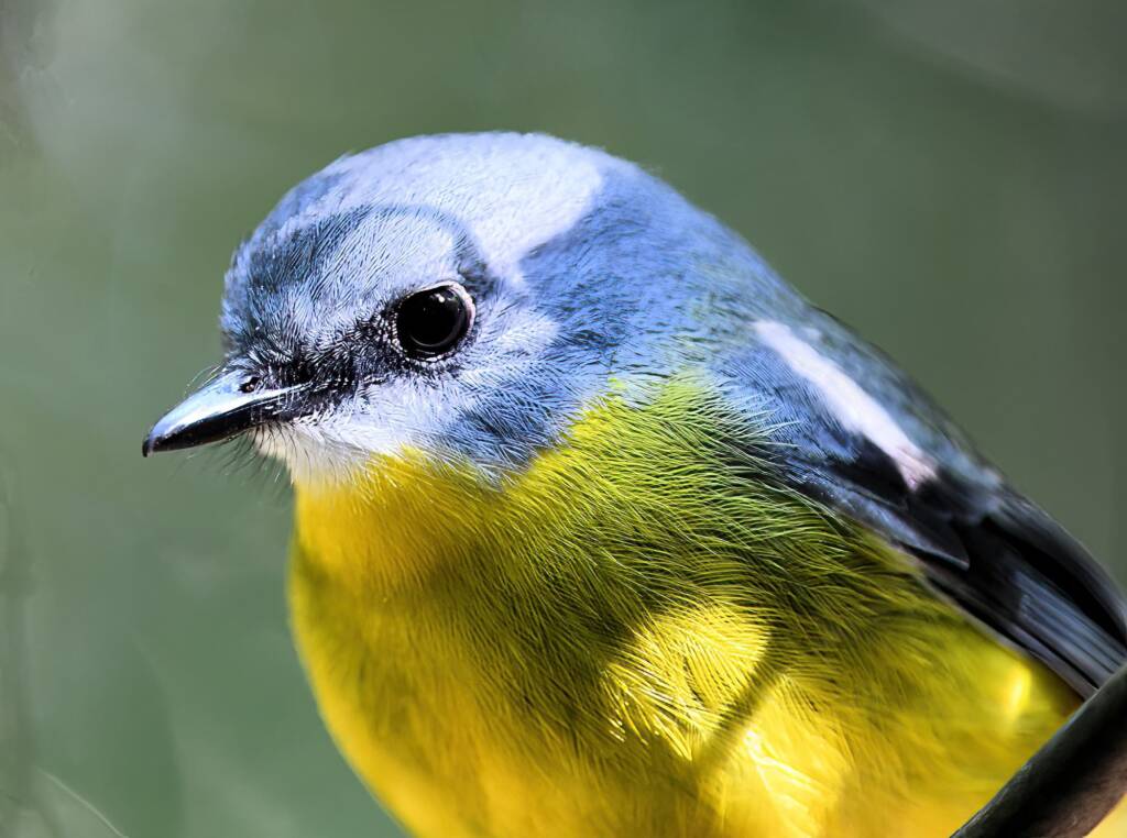 Eastern Yellow Robin (Eopsaltria australis), O'Reilly, Lamington National Park, QLD © Dorothy Latimer