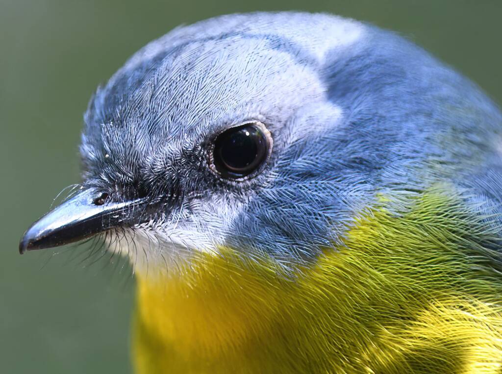 Eastern Yellow Robin (Eopsaltria australis), O'Reilly, Lamington National Park, QLD © Dorothy Latimer