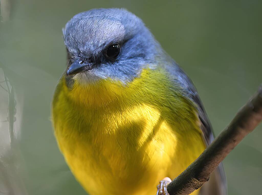 Eastern Yellow Robin (Eopsaltria australis), O'Reilly, Lamington National Park, QLD © Dorothy Latimer