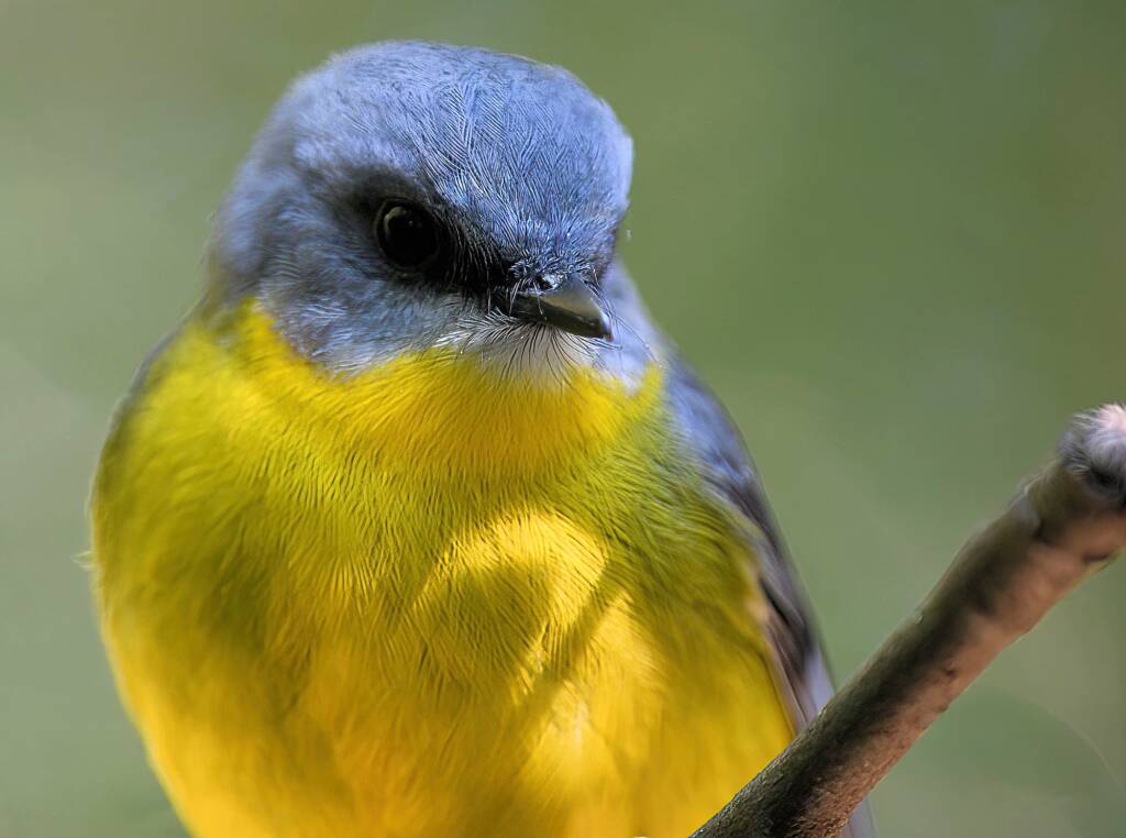 Eastern Yellow Robin (Eopsaltria australis), O'Reilly, Lamington National Park, QLD © Dorothy Latimer