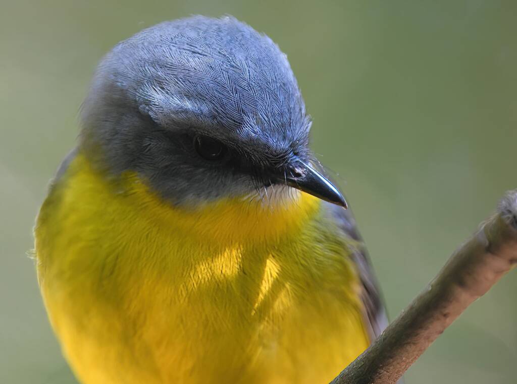 Eastern Yellow Robin (Eopsaltria australis), O'Reilly, Lamington National Park, QLD © Dorothy Latimer