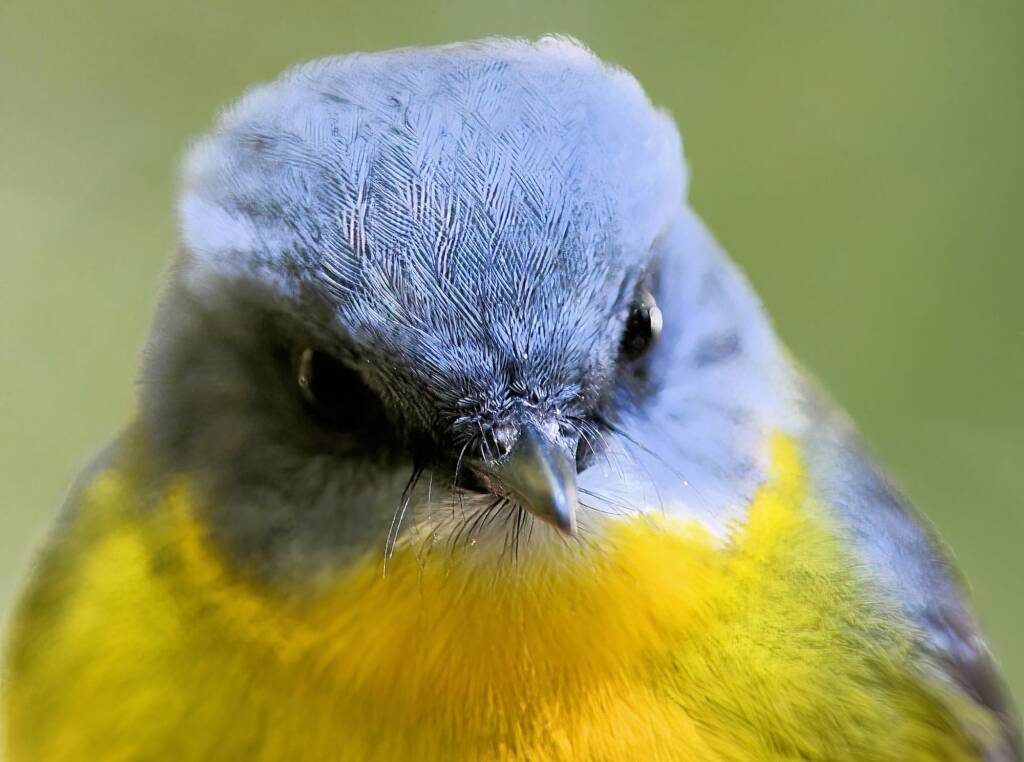 Eastern Yellow Robin (Eopsaltria australis), O'Reilly, Lamington National Park, QLD © Dorothy Latimer