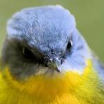 Eastern Yellow Robin (Eopsaltria australis), O'Reilly, Lamington National Park, QLD © Dorothy Latimer