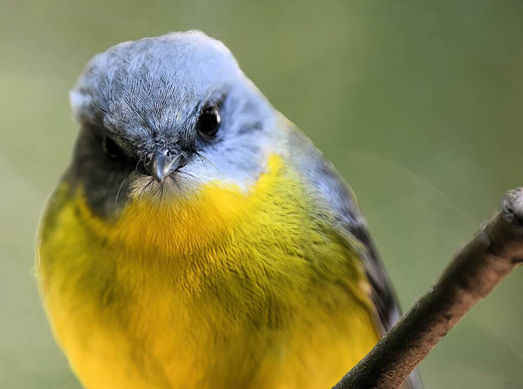 Eastern Yellow Robin (Eopsaltria australis), O'Reilly, Lamington National Park, QLD © Dorothy Latimer
