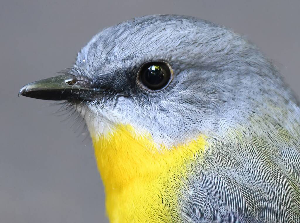 Eastern Yellow Robin (Eopsaltria australis), O'Reilly, Lamington National Park, QLD © Dorothy Latimer