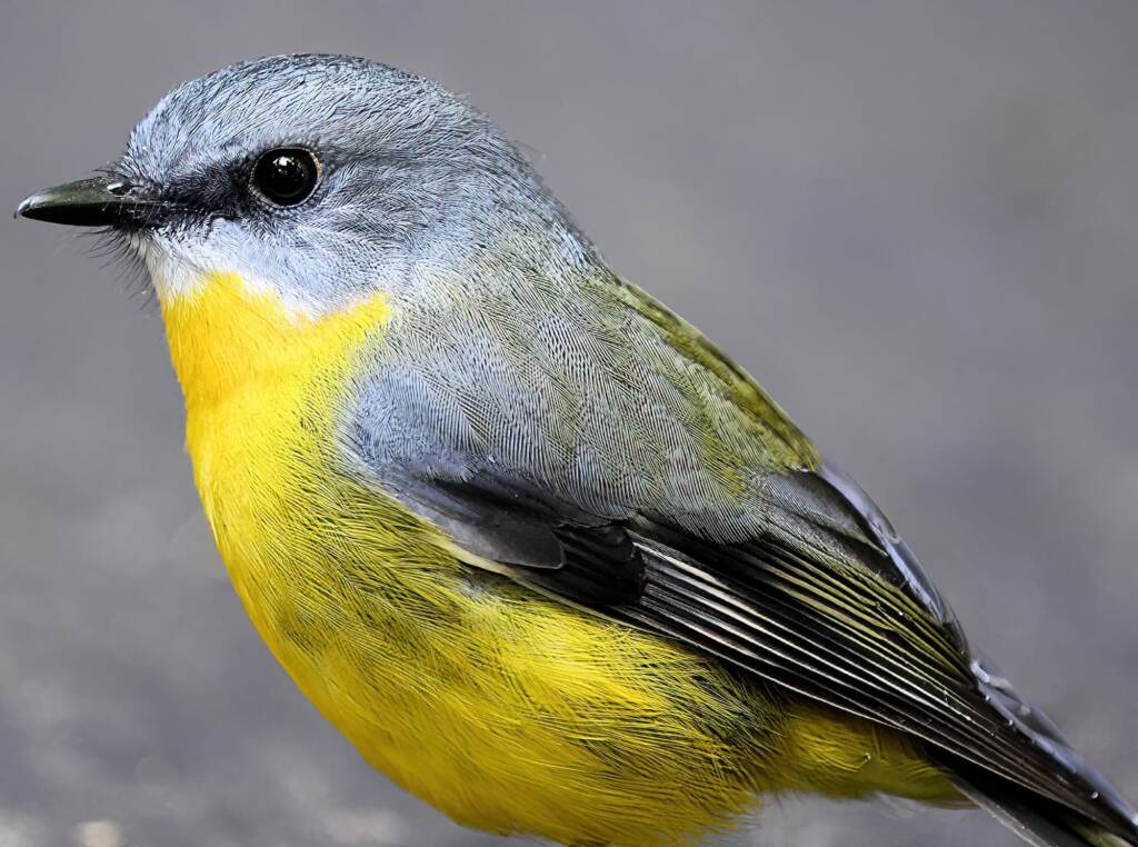 Eastern Yellow Robin (Eopsaltria australis), O'Reilly, Lamington National Park, QLD © Dorothy Latimer