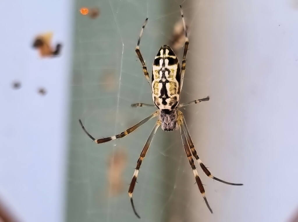 Juvenile female Golden Orb Weaver Spider (Trichonephila edulis), Alice Springs Sewage Ponds NT © Dorothy Latimer