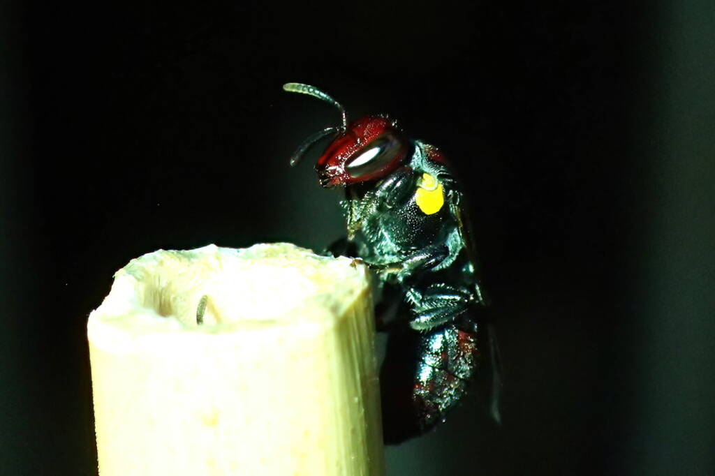 Meroglossa rubricata, Geraldton, Midwest WA © Gary Taylor
