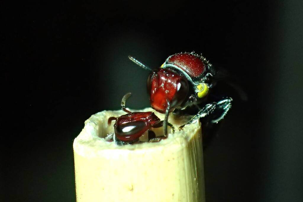 Meroglossa rubricata, Geraldton, Midwest WA © Gary Taylor