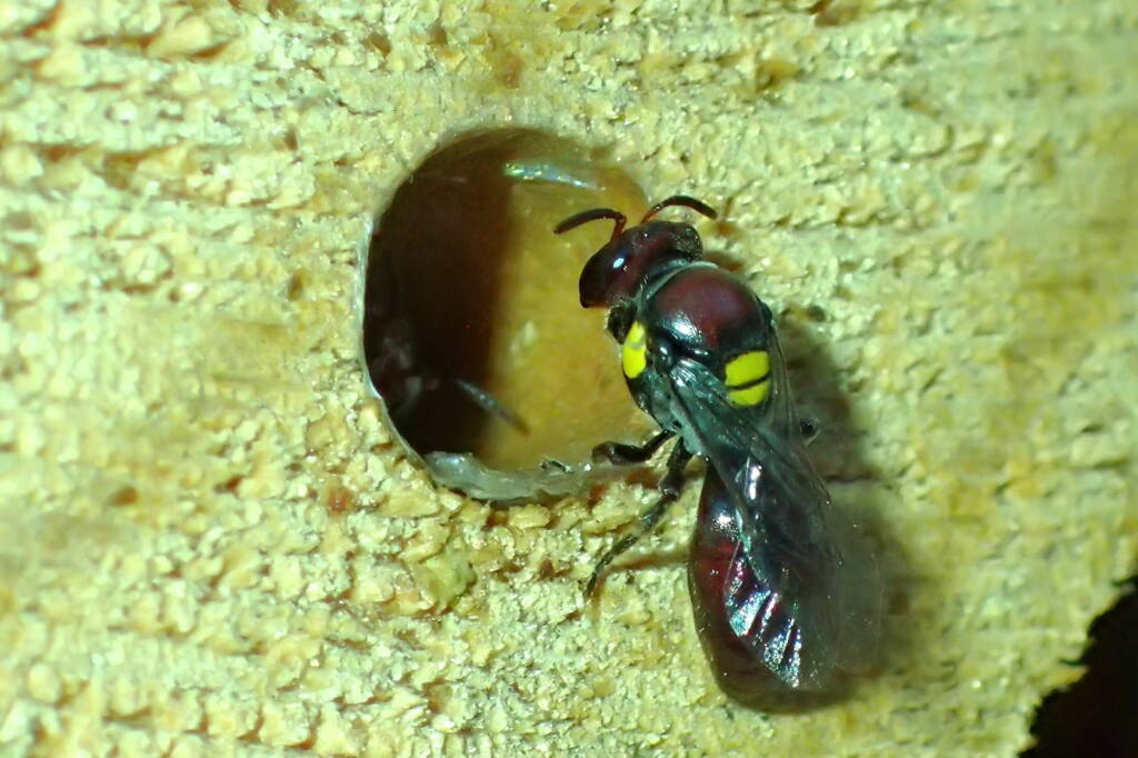 Meroglossa rubricata, Geraldton, Midwest WA © Gary Taylor