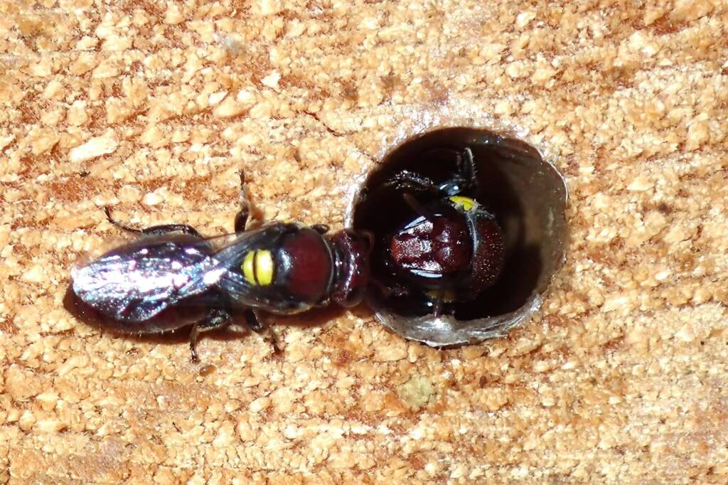 Meroglossa rubricata, Geraldton, Midwest WA © Gary Taylor