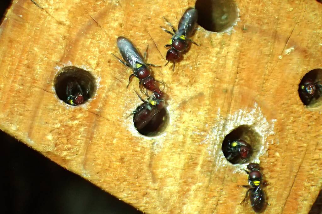 Meroglossa rubricata, Geraldton, Midwest WA © Gary Taylor