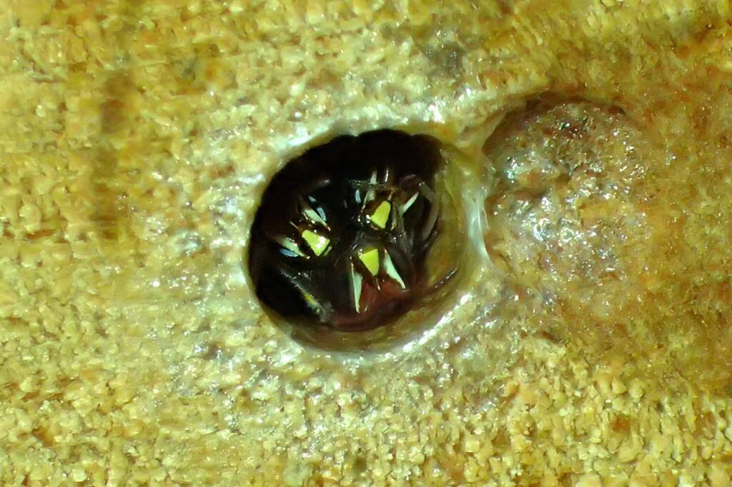 Meroglossa rubricata, Geraldton, Midwest WA © Gary Taylor