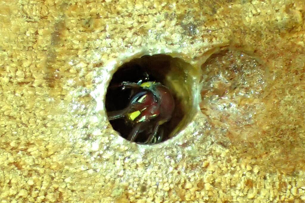 Meroglossa rubricata, Geraldton, Midwest WA © Gary Taylor