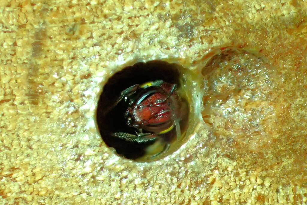 Meroglossa rubricata, Geraldton, Midwest WA © Gary Taylor