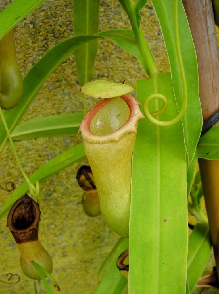 Nepenthes mixta x maxima (Pitcher Plant), Royal Botanic Garden Sydney NSW