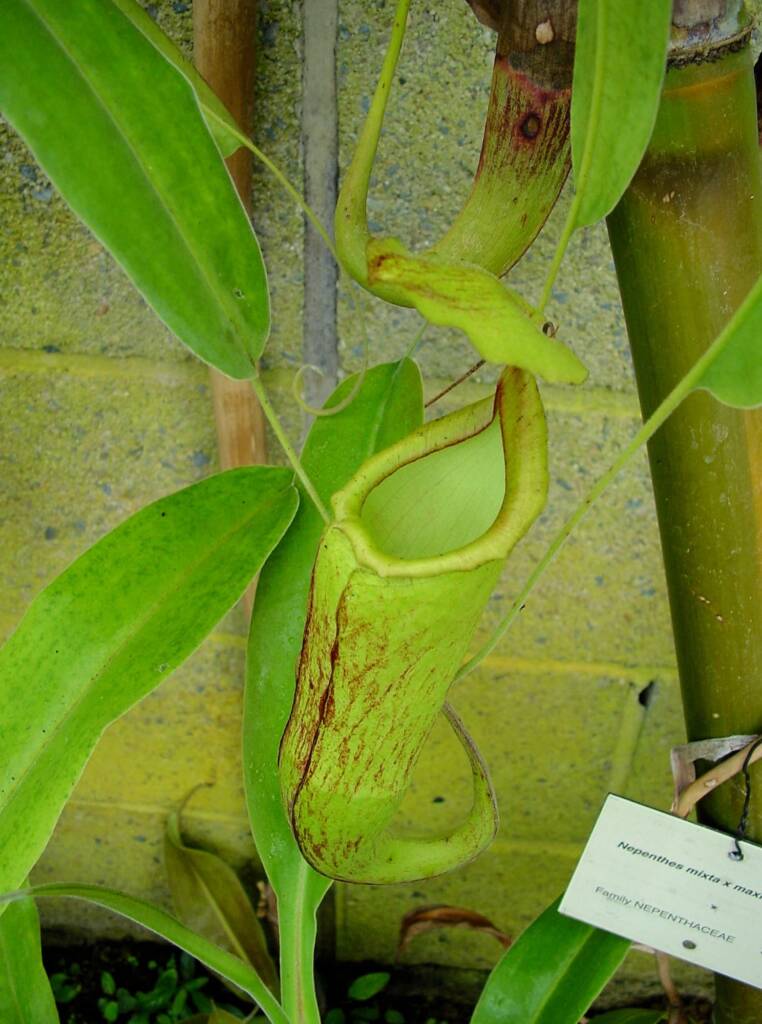 Nepenthes mixta x maxima (Pitcher Plant), Royal Botanic Garden Sydney NSW