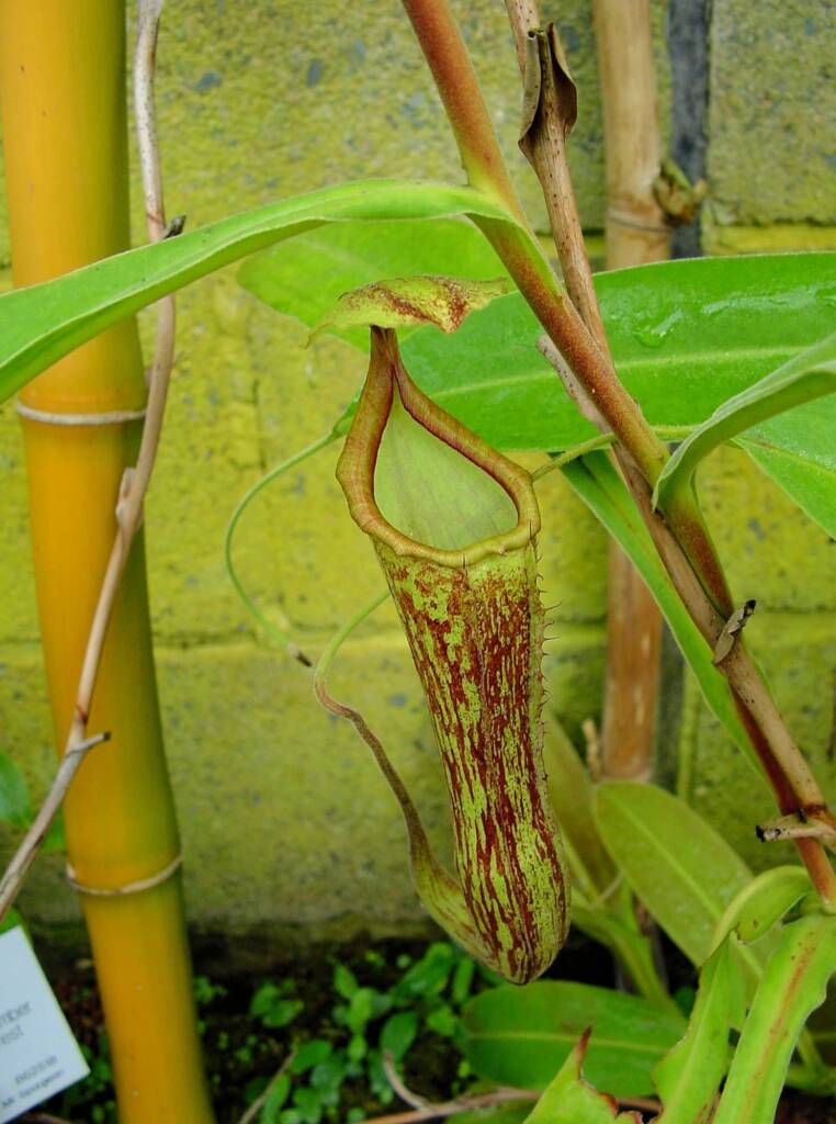 Nepenthes mixta x maxima (Pitcher Plant), Royal Botanic Garden Sydney NSW