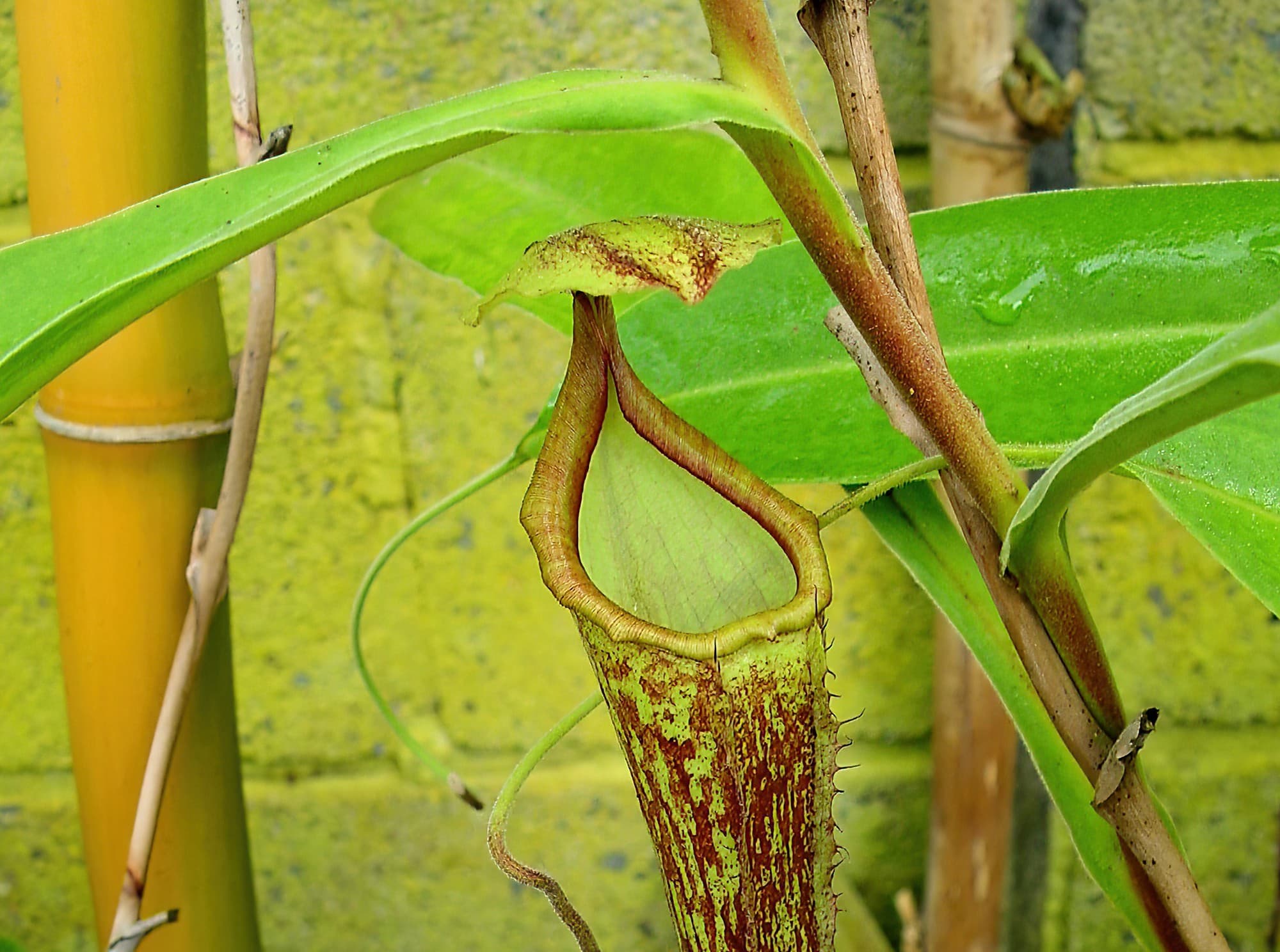 Nepenthes mixta x maxima (Pitcher Plant), Royal Botanic Garden Sydney NSW