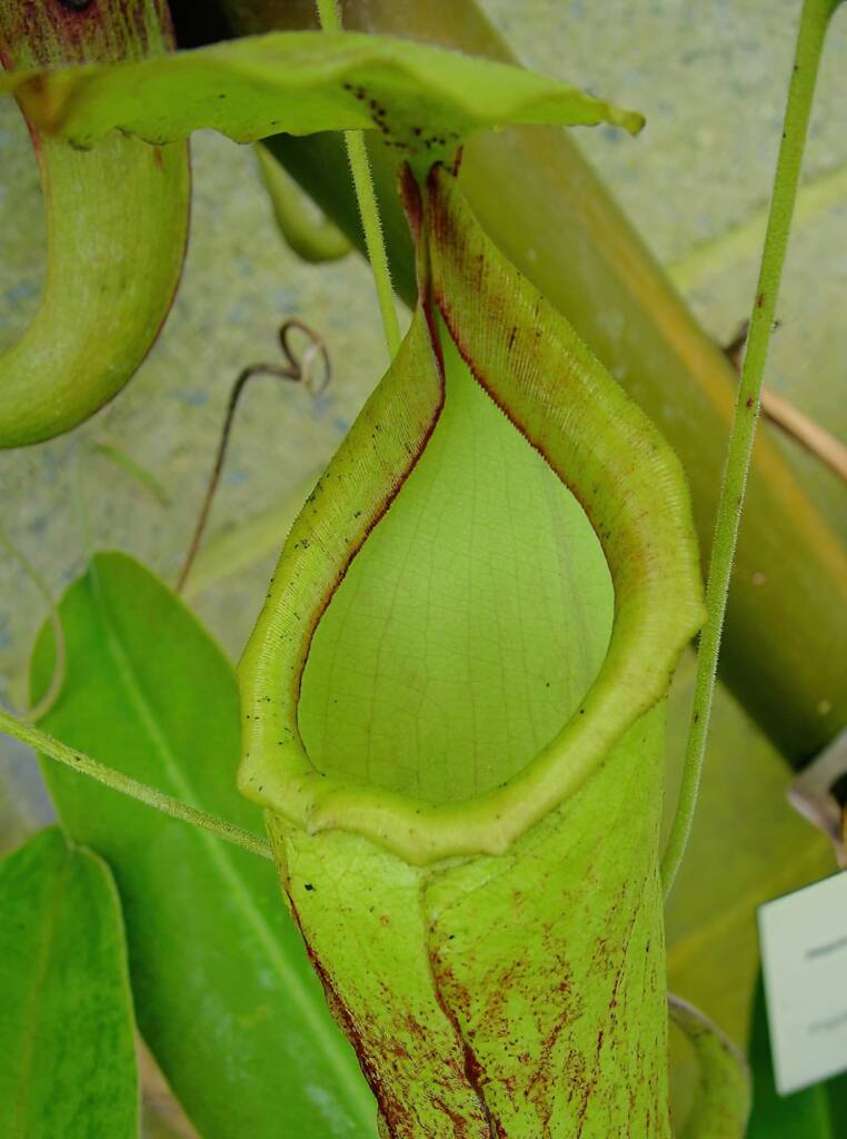 Nepenthes mixta x maxima (Pitcher Plant), Royal Botanic Garden Sydney NSW