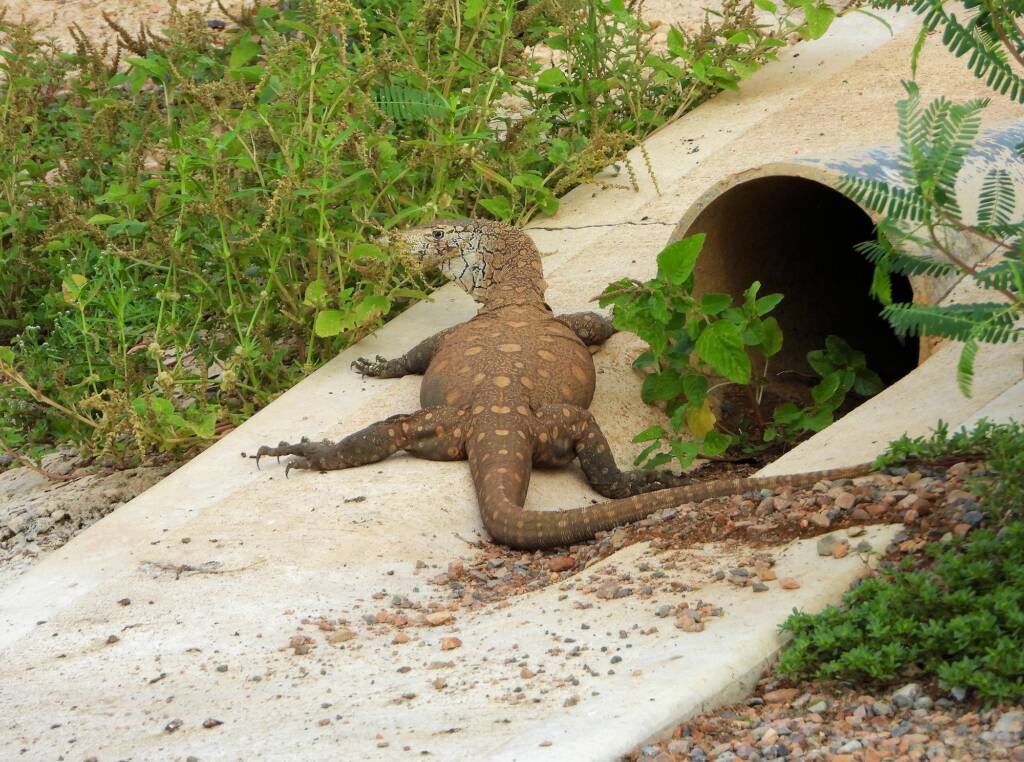 Perentie (Varanus giganteus), Alice Springs Sewage Ponds © Dorothy Latimer