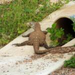 Perentie (Varanus giganteus), Alice Springs Sewage Ponds © Dorothy Latimer