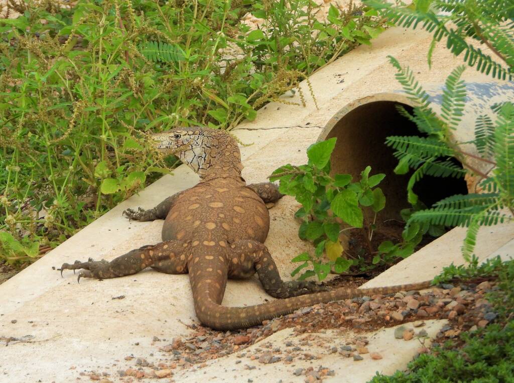 Perentie (Varanus giganteus), Alice Springs Sewage Ponds © Dorothy Latimer