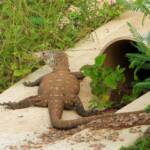 Perentie (Varanus giganteus), Alice Springs Sewage Ponds © Dorothy Latimer