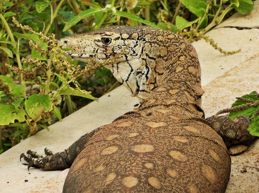 Perentie (Varanus giganteus), Alice Springs Sewage Ponds © Dorothy Latimer