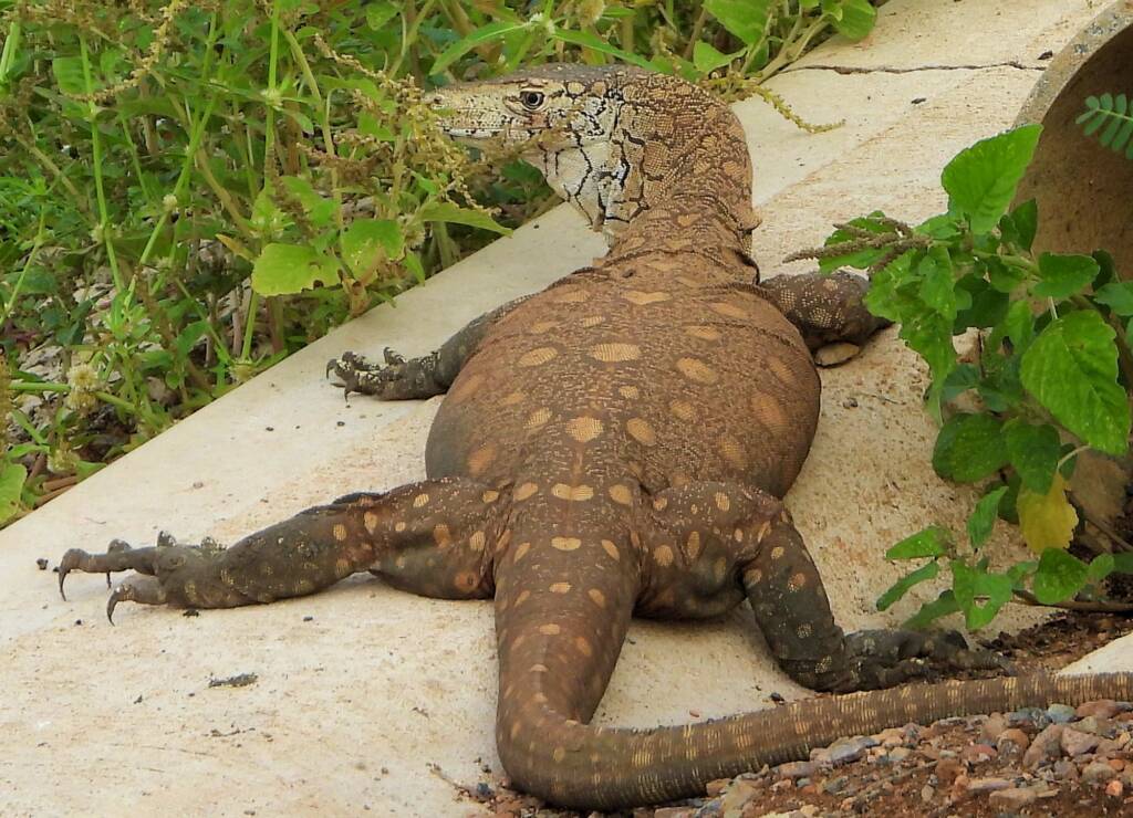 Perentie (Varanus giganteus), Alice Springs Sewage Ponds © Dorothy Latimer