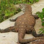 Perentie (Varanus giganteus), Alice Springs Sewage Ponds © Dorothy Latimer