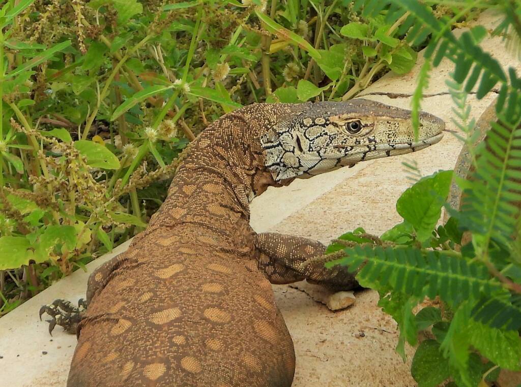 Perentie (Varanus giganteus), Alice Springs Sewage Ponds © Dorothy Latimer