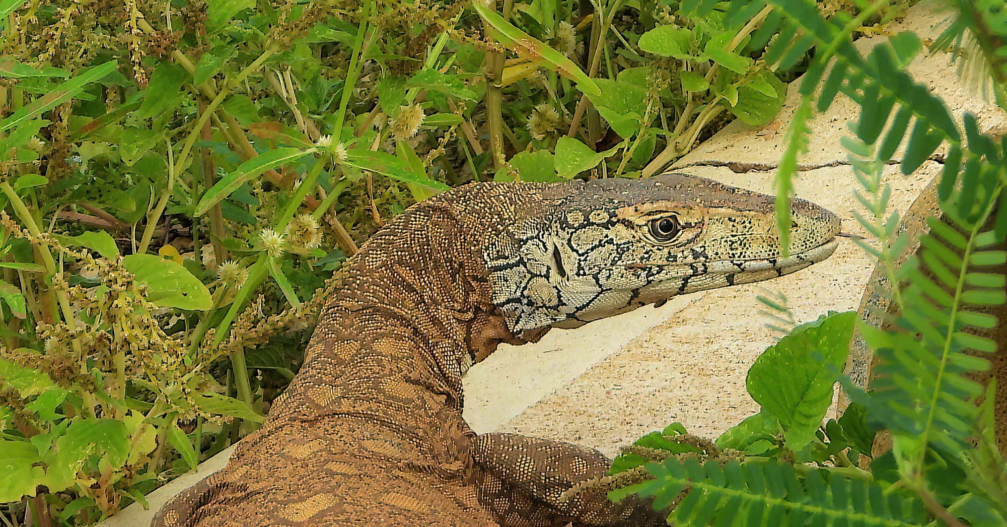 Perentie (Varanus giganteus), Alice Springs Sewage Ponds © Dorothy Latimer``