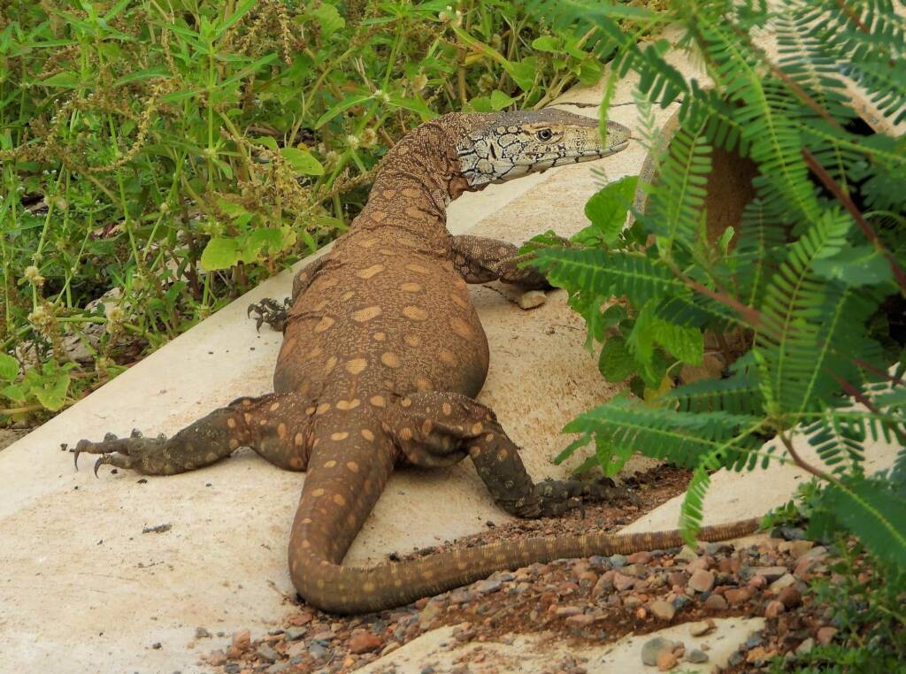 Perentie (Varanus giganteus), Alice Springs Sewage Ponds © Dorothy Latimer