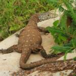Perentie (Varanus giganteus), Alice Springs Sewage Ponds © Dorothy Latimer