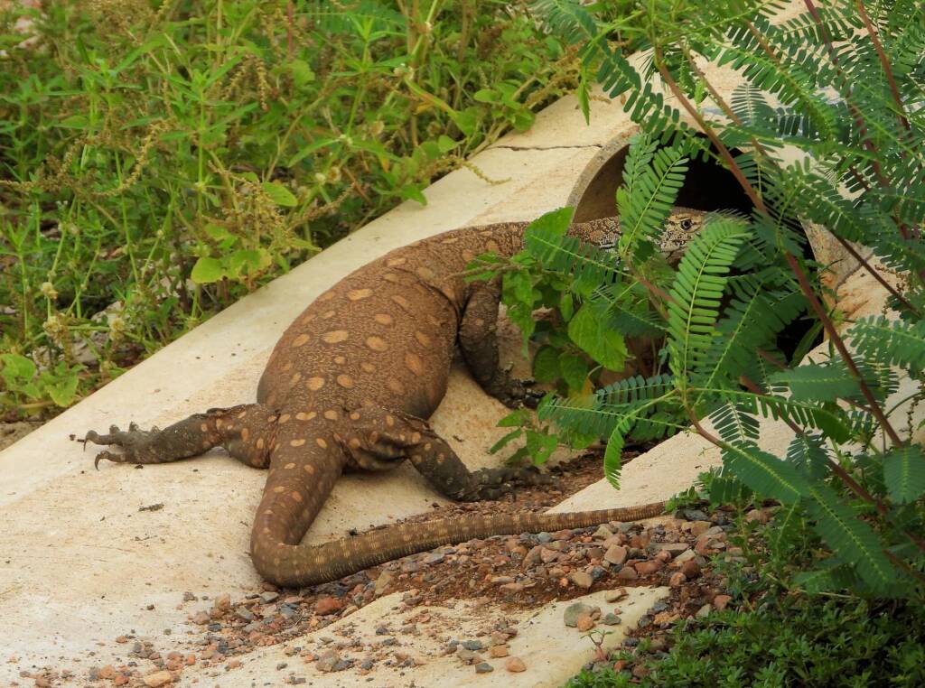 Perentie (Varanus giganteus), Alice Springs Sewage Ponds © Dorothy Latimer
