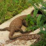 Perentie (Varanus giganteus), Alice Springs Sewage Ponds © Dorothy Latimer
