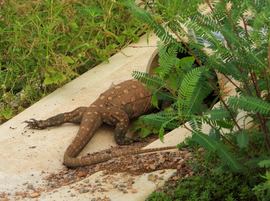 Perentie (Varanus giganteus), Alice Springs Sewage Ponds © Dorothy Latimer
