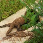 Perentie (Varanus giganteus), Alice Springs Sewage Ponds © Dorothy Latimer