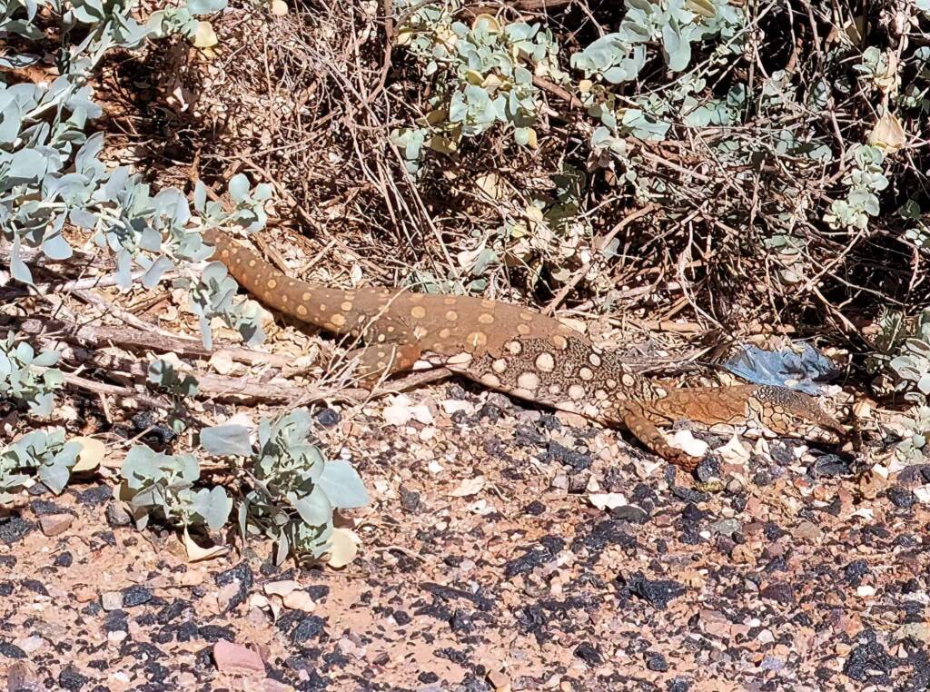 Perentie (Varanus giganteus), Alice Springs Sewage Ponds © Dorothy Latimer